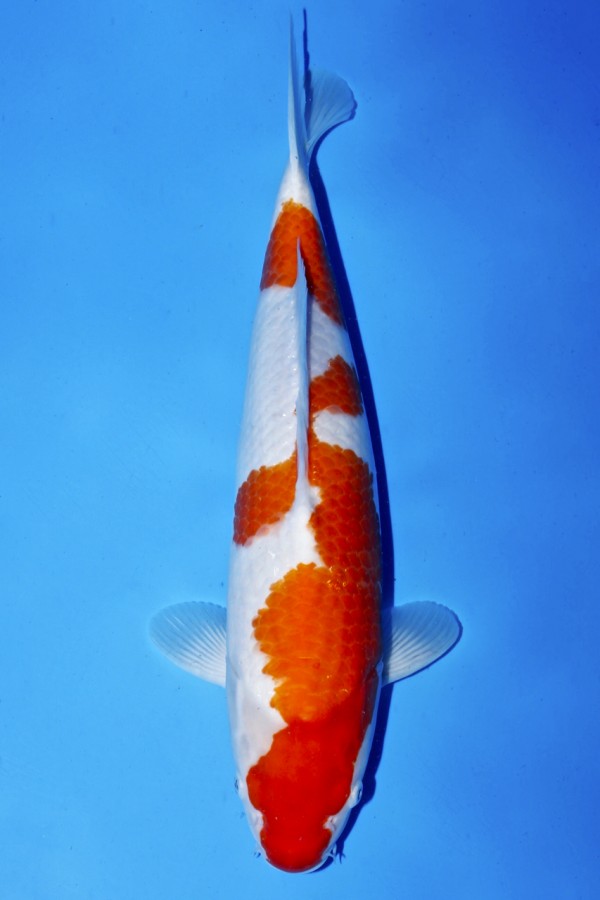Koi-Auktion: Koi KOHAKU