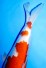 KOHAKU +51CM WEIBLICH
