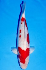 KOHAKU +52CM