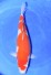 Kohaku