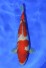 Kohaku