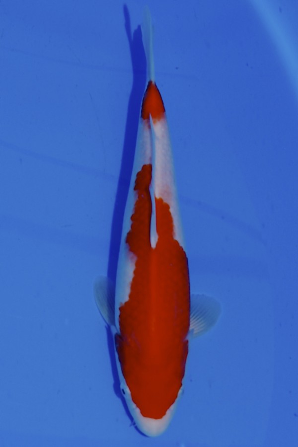 Koi-Auktion: Koi Kohaku