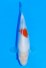 KOHAKU