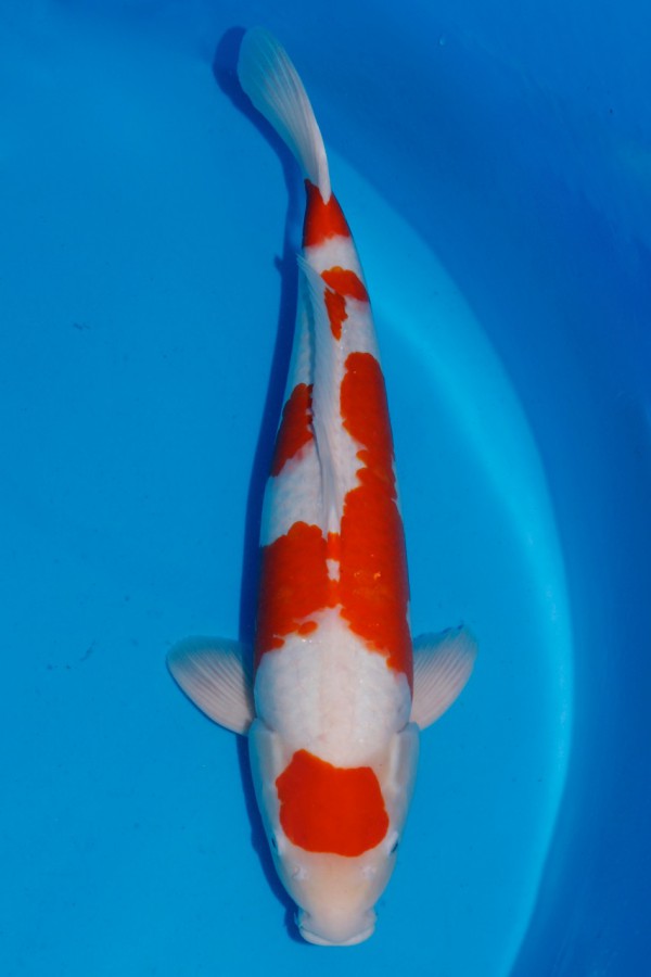 Koi-Auktion: Koi Kohaku