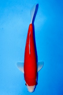 KOHAKU Koi kaufen im Koishop