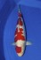 Kohaku Champion "The Star"