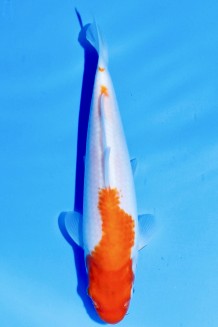 KOHAKU J. TOSAI Koi kaufen im Koishop