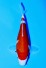 KOHAKU JUMBO TOSAI