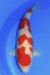 Kohaku Tategoi