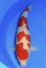 Kohaku Tategoi