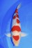 kohaku Tategoi