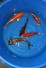 Koi-Mix