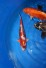 Koi-Mix