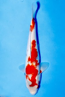 KOROMO Koi kaufen im Koishop