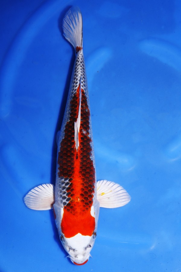 Koi-Auktion: Koi KUJAKU