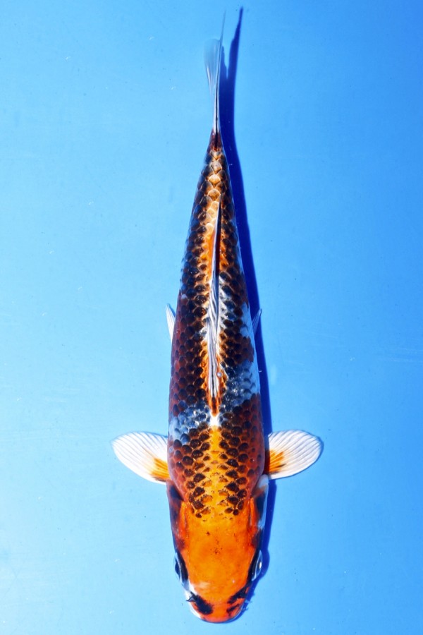 Koi-Auktion: Koi KUJAKU