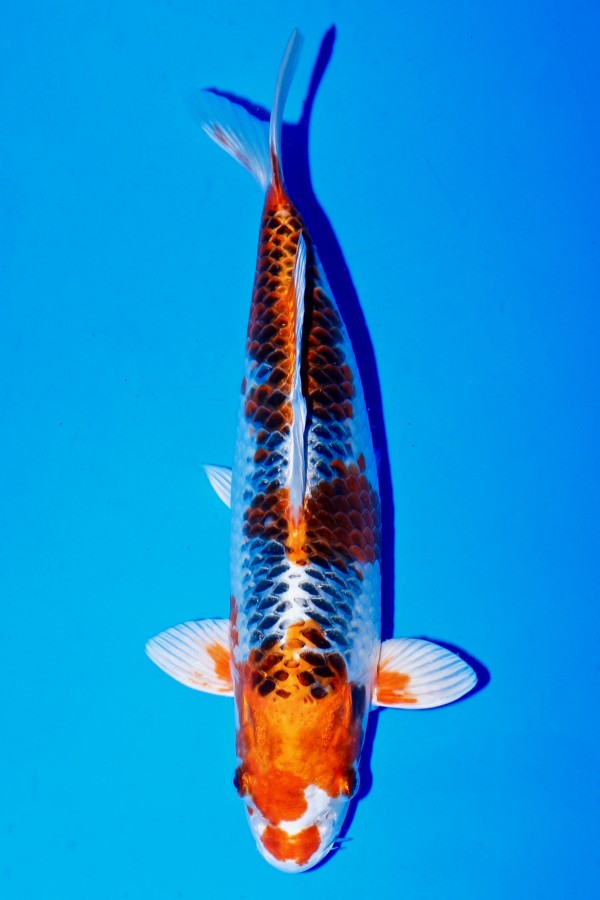 Koi-Auktion: Koi KUJAKU