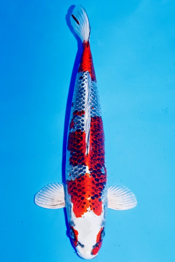 Koi-Auktion: Koi KUJAKU ROT