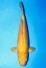 LACHS D.KARASHIGOI WEIBLICH
