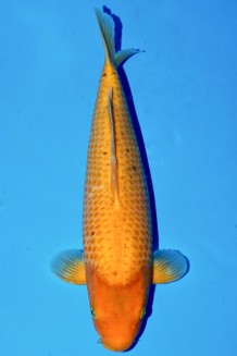 MANGO KARASHIGOI W. WEIBLICH +40CM Koi kaufen im Koishop