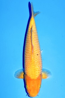 MANGO KARASHIGOI WEIBLICH Koi kaufen im Koishop