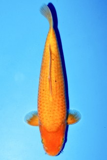 MANGO RED KARASHIGOI Koi kaufen im Koishop