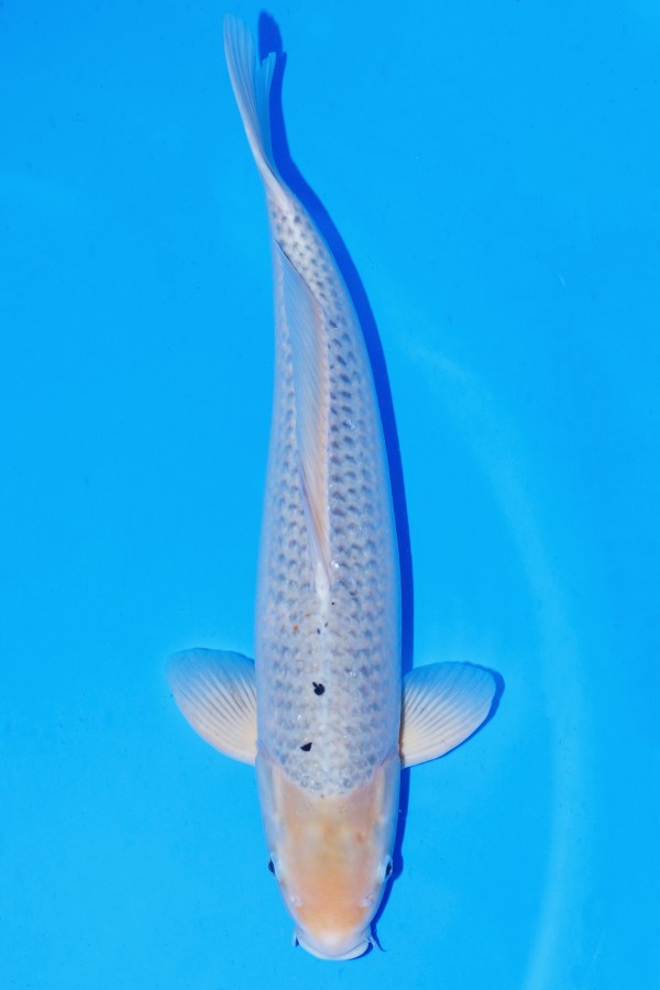 KoiAuktion Koi MARUDO ASAGI +54CM