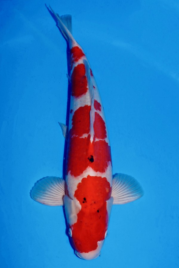 KoiAuktion Koi MARUDO SANKE +57CM