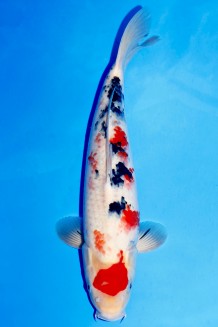 TOP MARUTEN SANKE +43 CM Koi kaufen im Koishop
