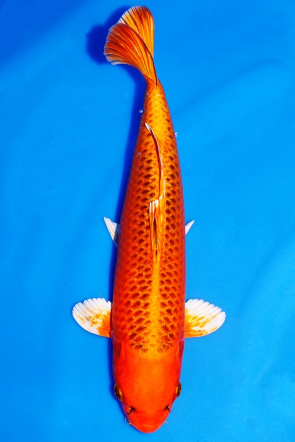 Koi-Auktion: Koi METALLIC GIN MATSUBA