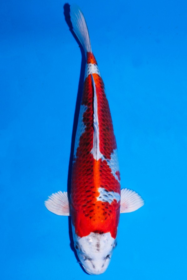 Koi-Auktion: Koi METALLIC KUJAKU ROT