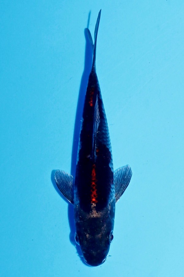 Koi-Auktion: Koi METALLIC OCHIBA TOSAI