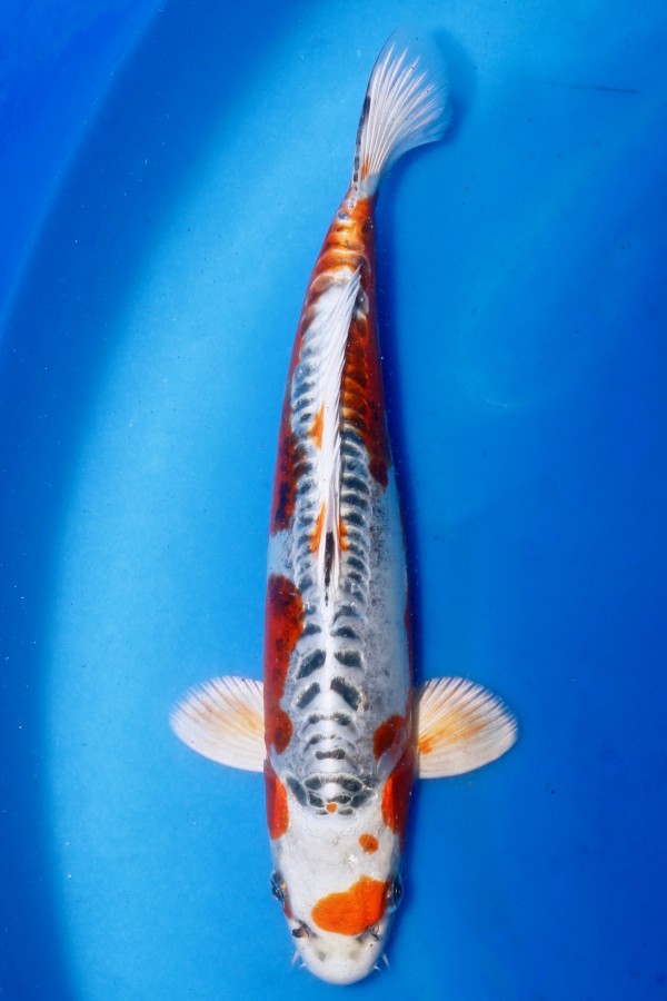 Koi-Auktion: Koi METALLIC SHUSUI