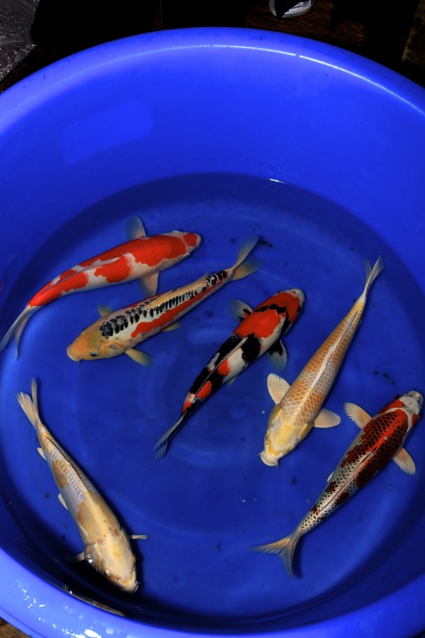 Koi Mix Nisai