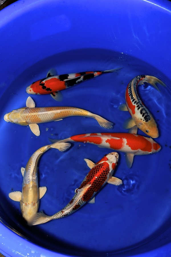 Koi Mix Nisai