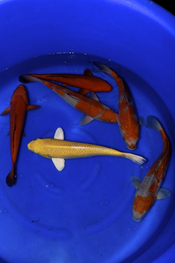 Koi Mix Nisai