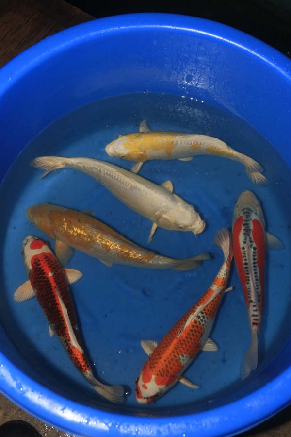 Koi Mixed Nisai