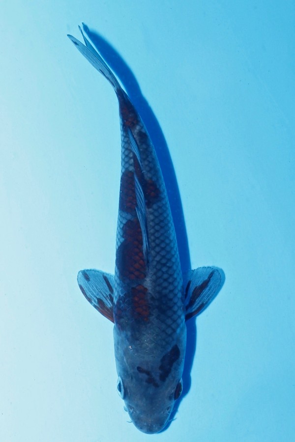 Koi-Auktion: Koi OCHIBA