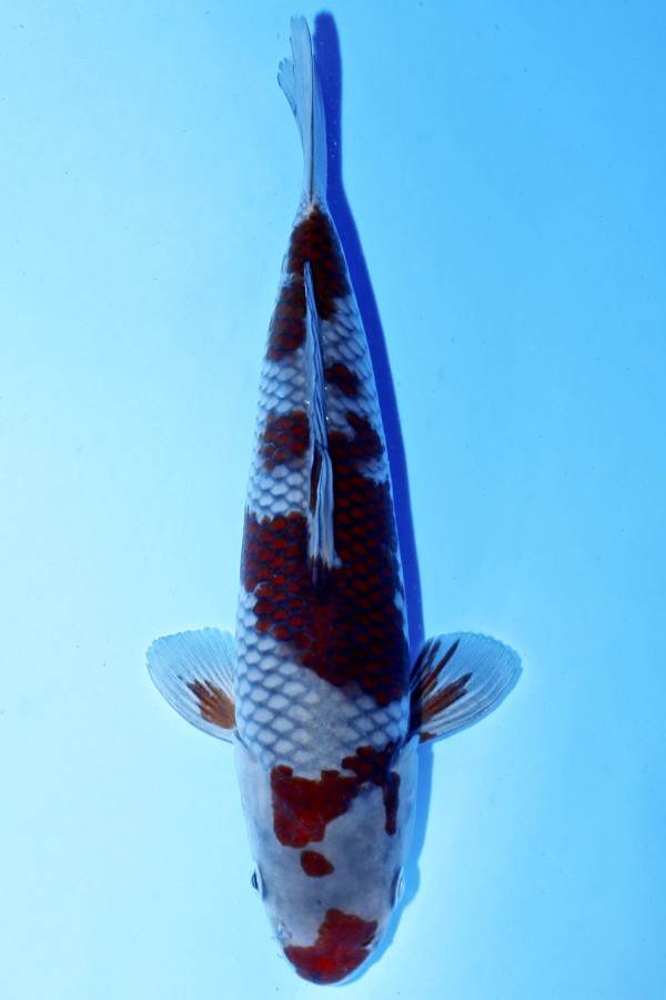 Koi-Auktion: Koi OCHIBA SHIGURE