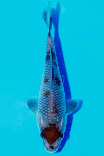 Ochiba shigure Discover the Beauty of Ochiba Shigure: The Captivating Japanese Koi Fish 4 Ochiba shigure Discover the Beauty of Ochiba Shigure: The Captivating Japanese Koi Fish 1