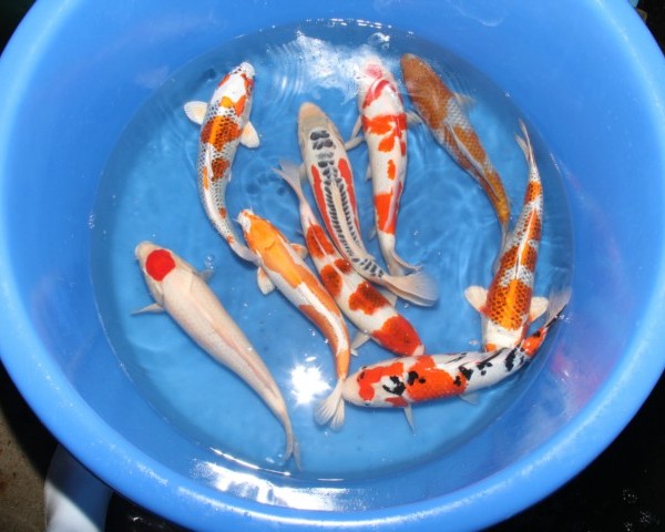 Koi OF4 - Nisai Koi Mix