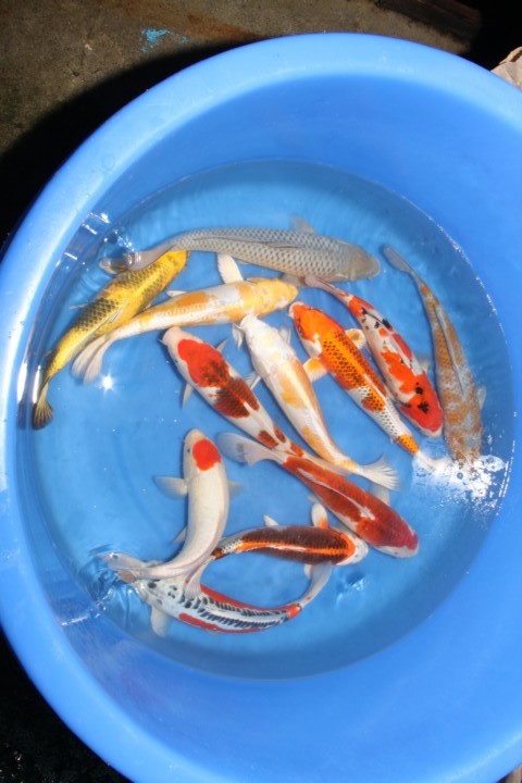 Koi OF5 - Nisai Koi Mix