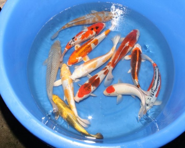 Koi OF5 - Nisai Koi Mix