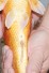 ORENJI
