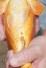 ORENJI