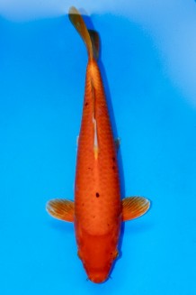 ORENJI Koi kaufen im Koishop