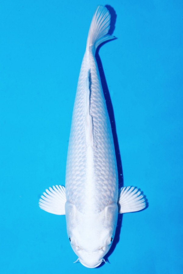 Koi-Auktion: Koi PLATINUM