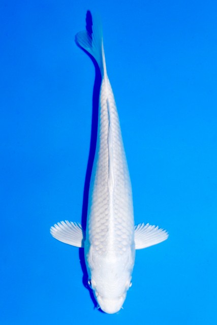 Koi-Auktion: Koi PLATINUM JUMBO TOSAI