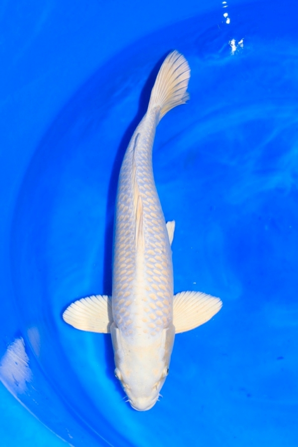 Koi Platinum Ogon