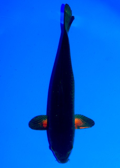 Koi-Auktion: Koi RED MAGOI